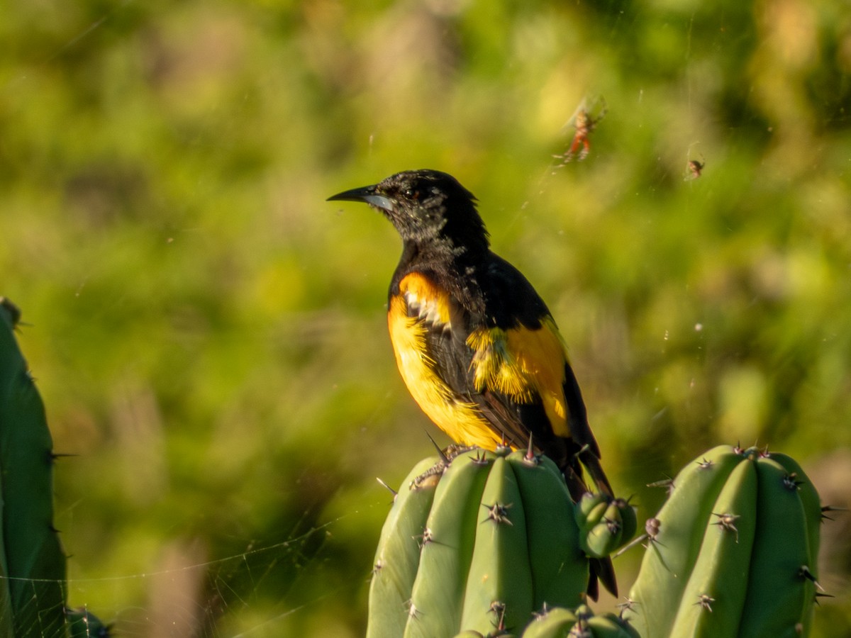 Black-vented Oriole - ML642535784