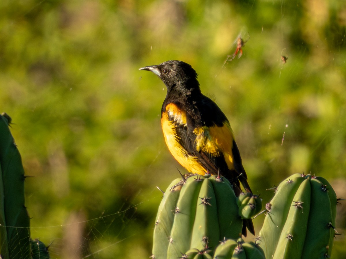 Black-vented Oriole - ML642535785