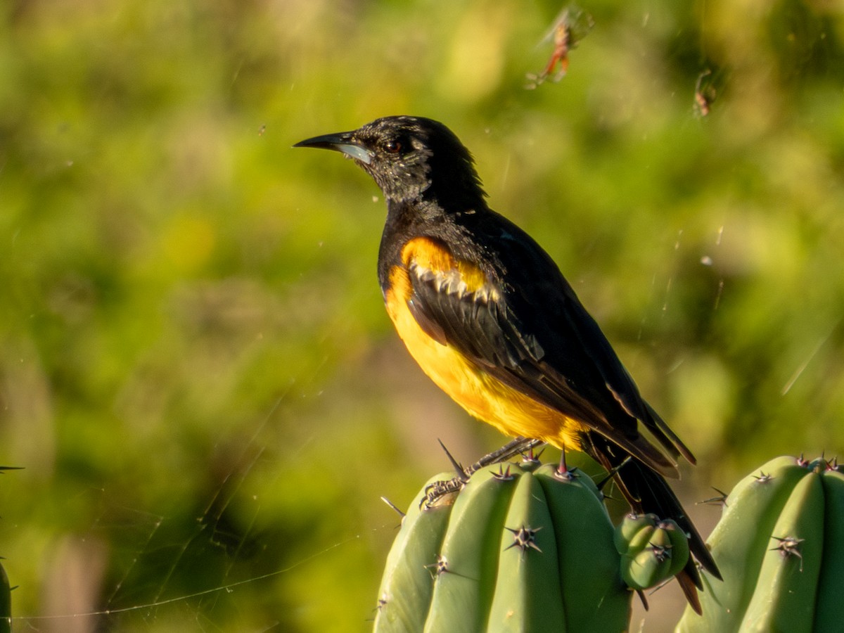 Black-vented Oriole - ML642535786