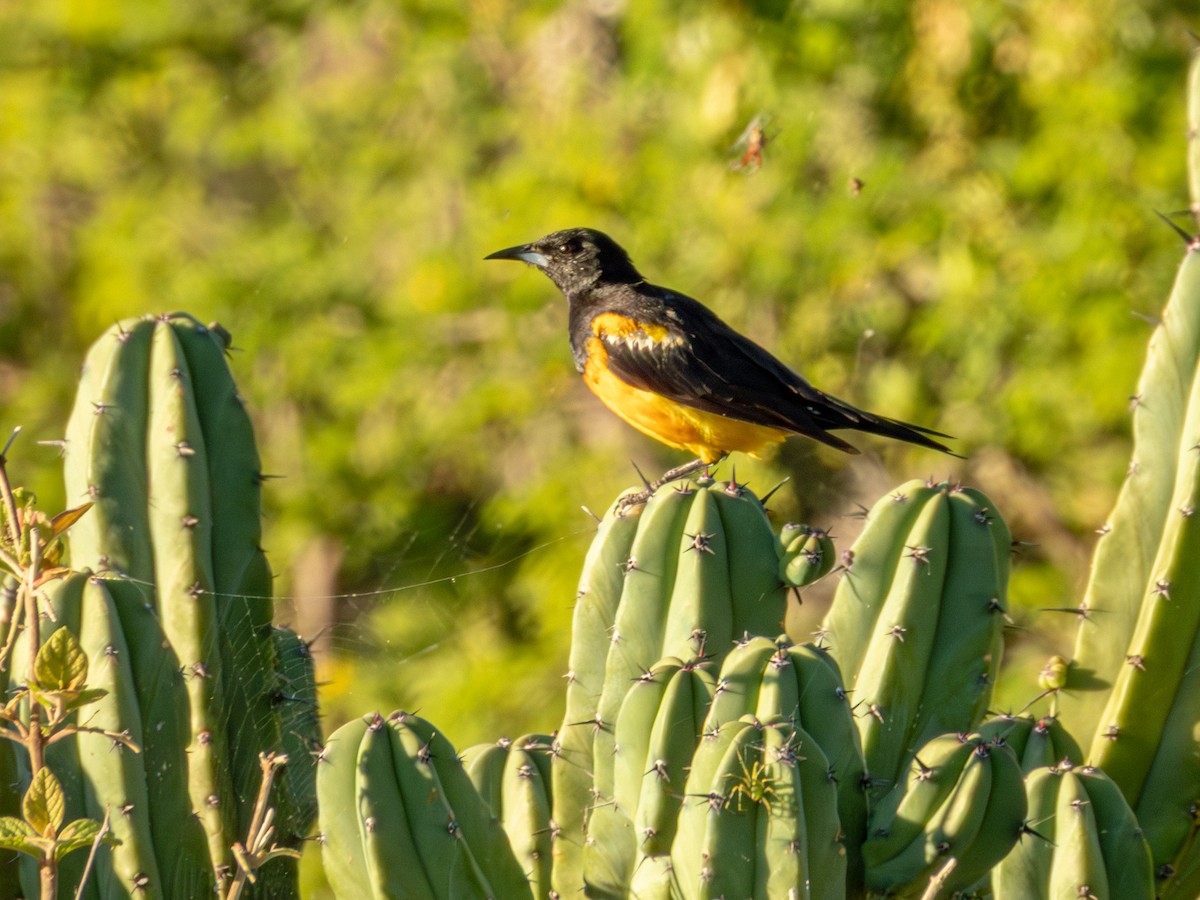 Black-vented Oriole - ML642535787