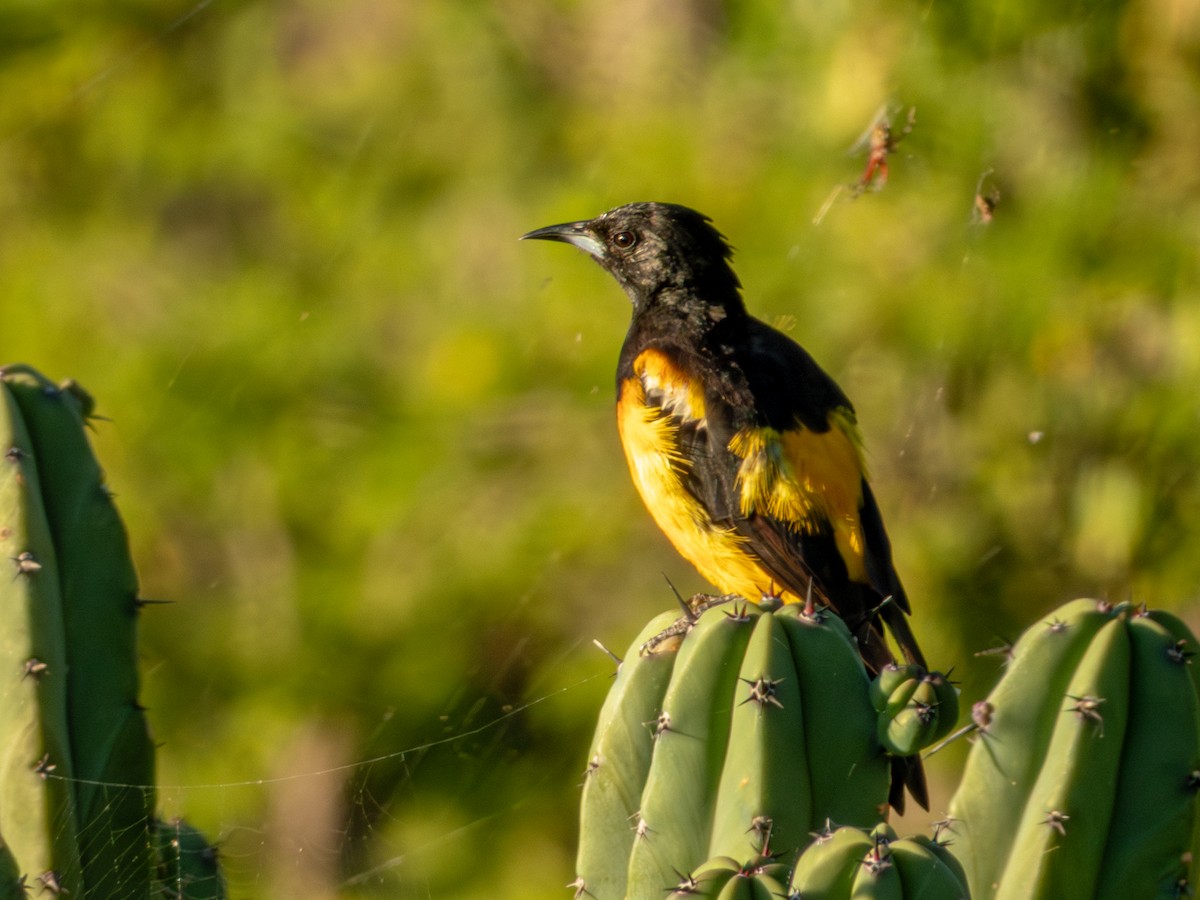 Black-vented Oriole - ML642535788