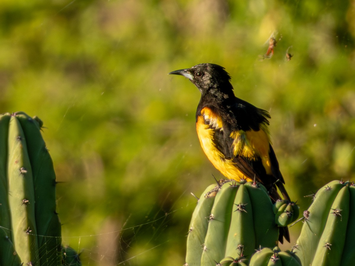 Black-vented Oriole - ML642535789