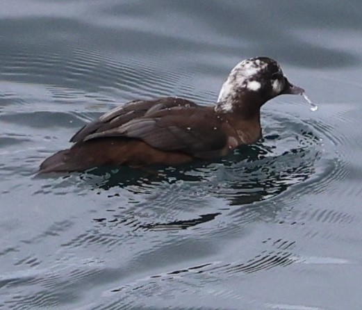 Harlequin Duck - ML642535797