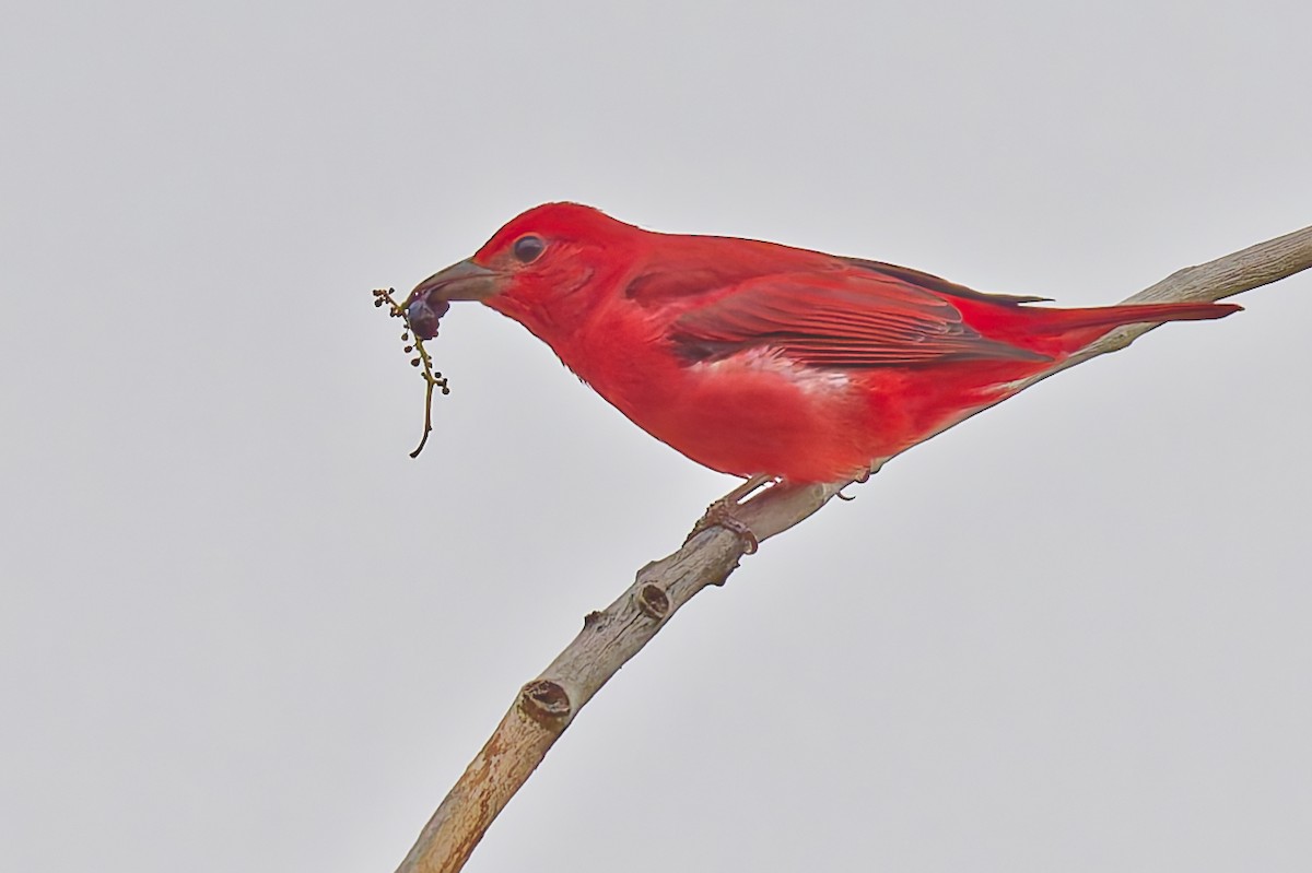 Summer Tanager - ML642535798