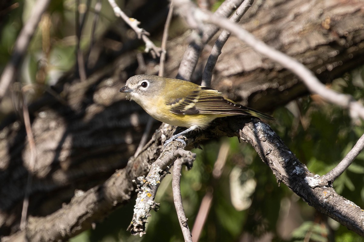 zelenáček brýlový - ML642535802