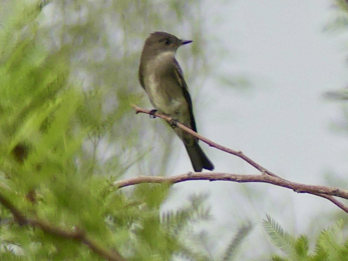 Western Wood-Pewee - ML642535837