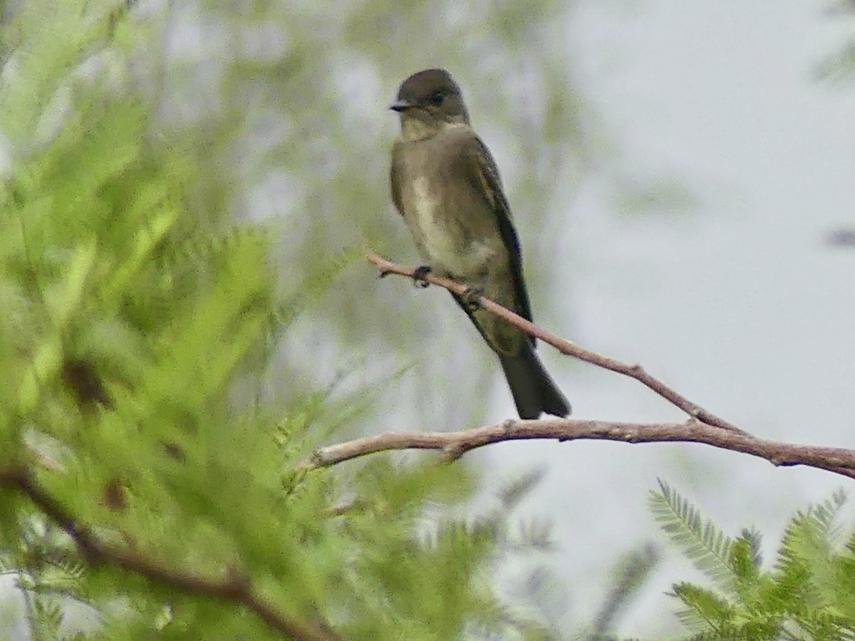 Western Wood-Pewee - ML642535838
