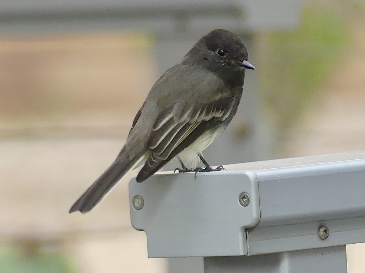 Black Phoebe - ML642535844
