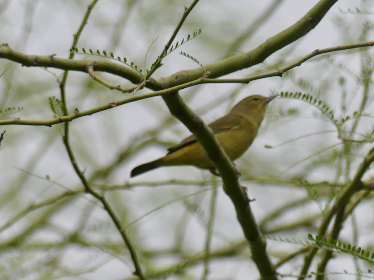 Orange-crowned Warbler - ML642535878