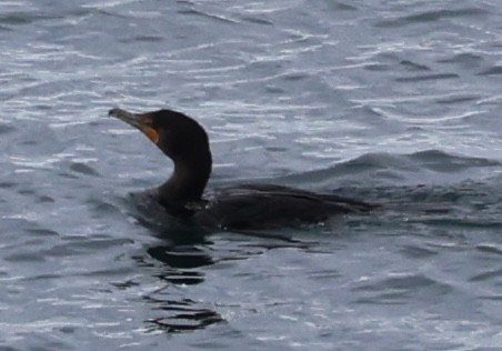 Double-crested Cormorant - ML642535879