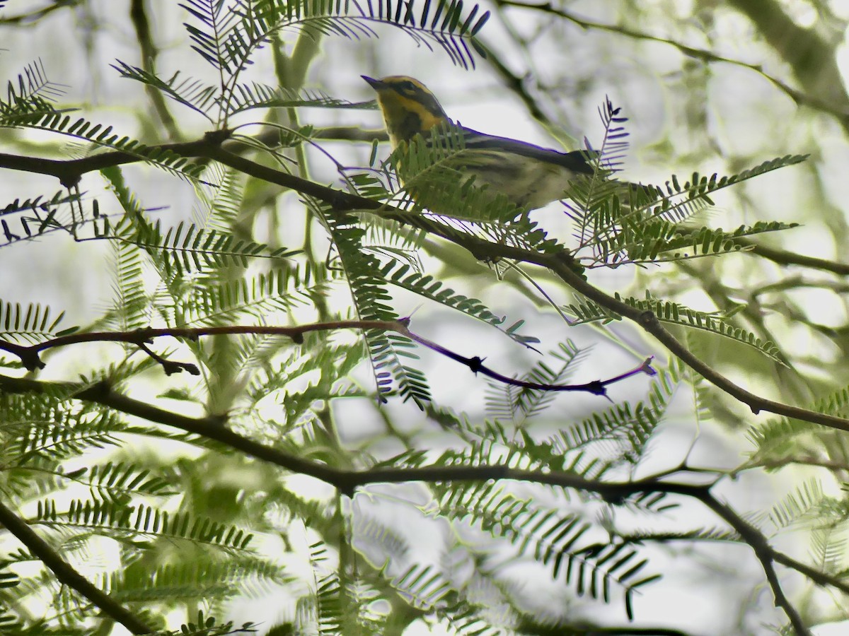Townsend's Warbler - ML642535933