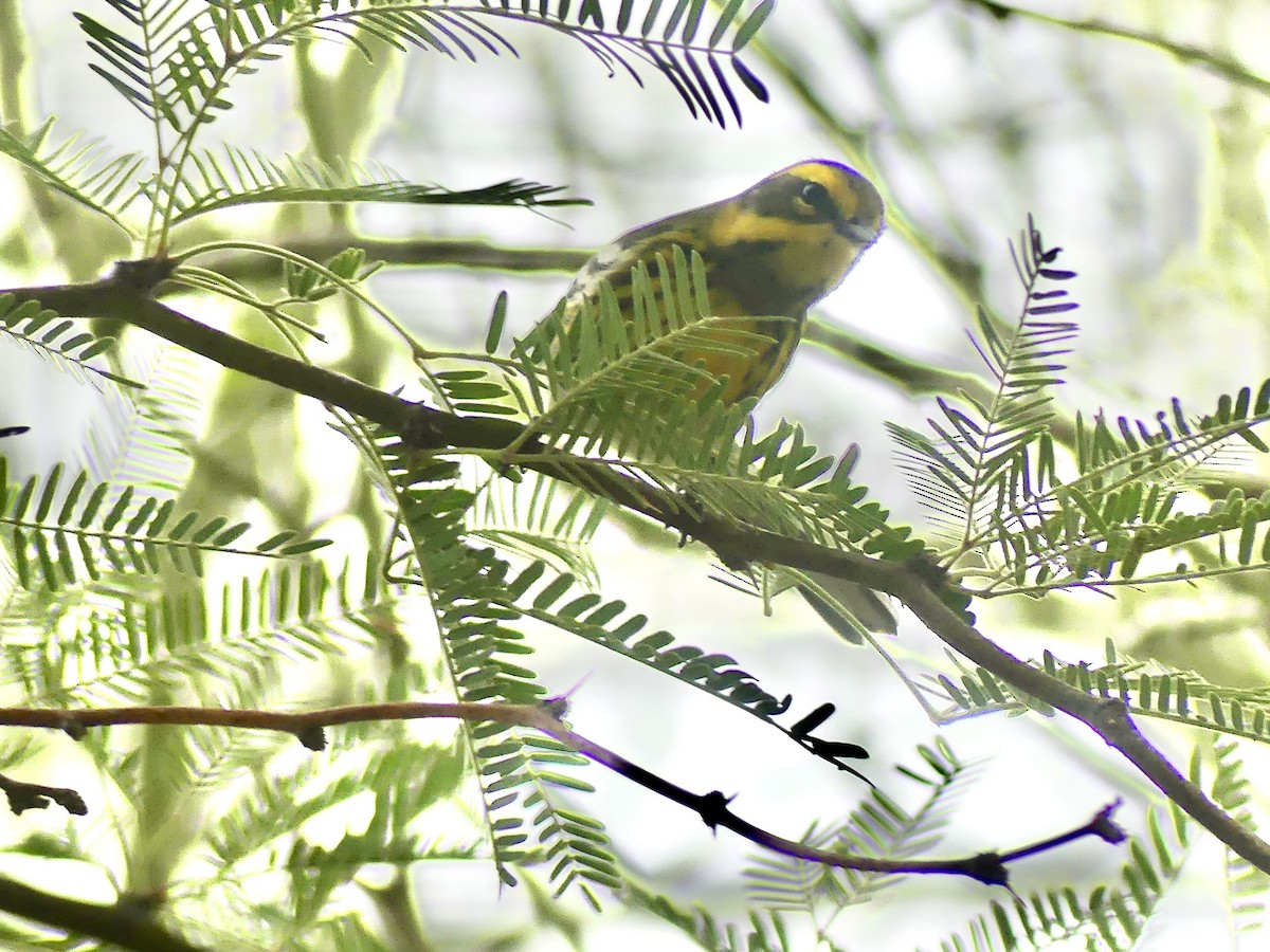 Townsend's Warbler - ML642535935