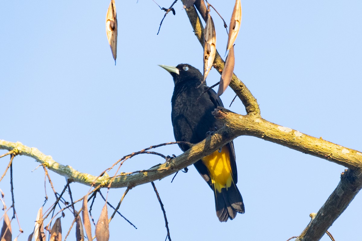 Yellow-rumped Cacique - ML642535949