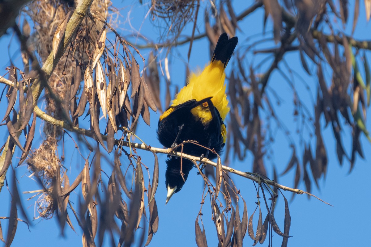 Yellow-rumped Cacique - ML642535950