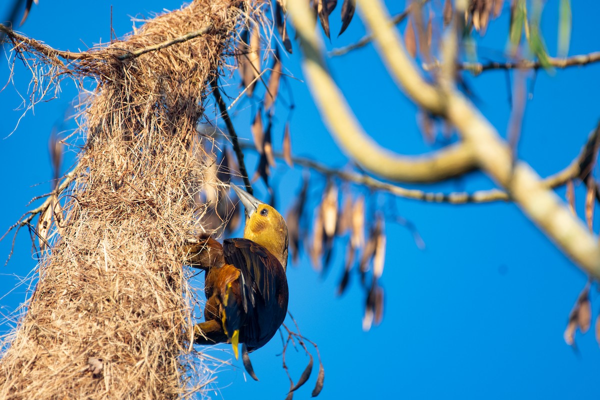 Russet-backed Oropendola - ML642535956