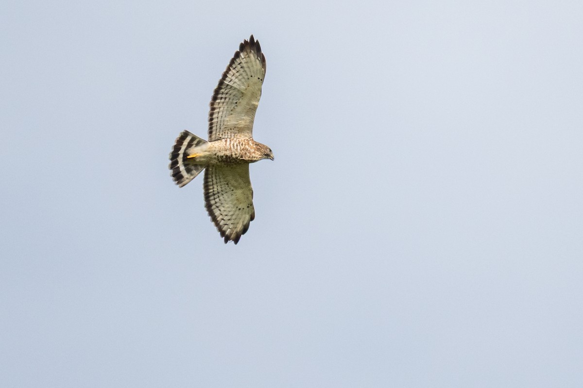 Broad-winged Hawk - ML642535980