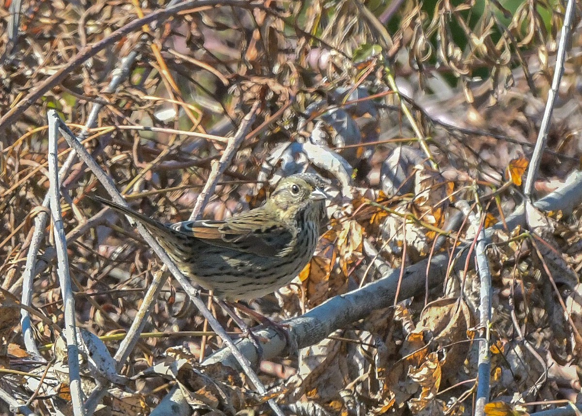Lincoln's Sparrow - ML642535981