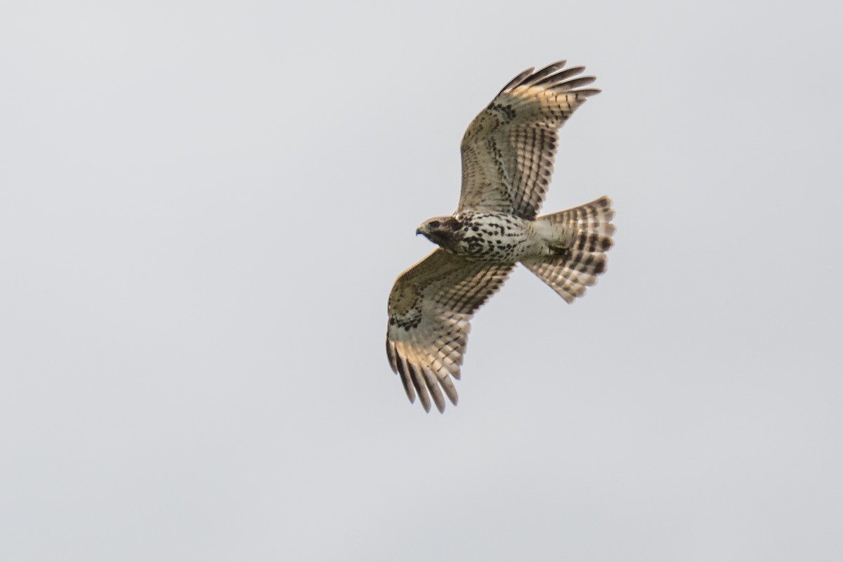 Red-shouldered Hawk - ML642535983