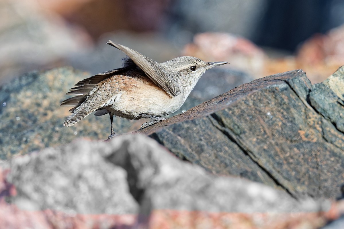 Rock Wren - ML642535992