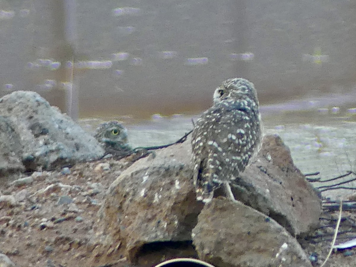 Burrowing Owl - ML642535996