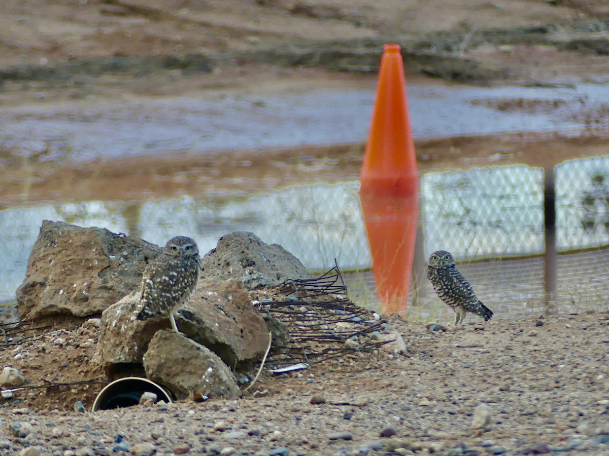 Burrowing Owl - ML642535997