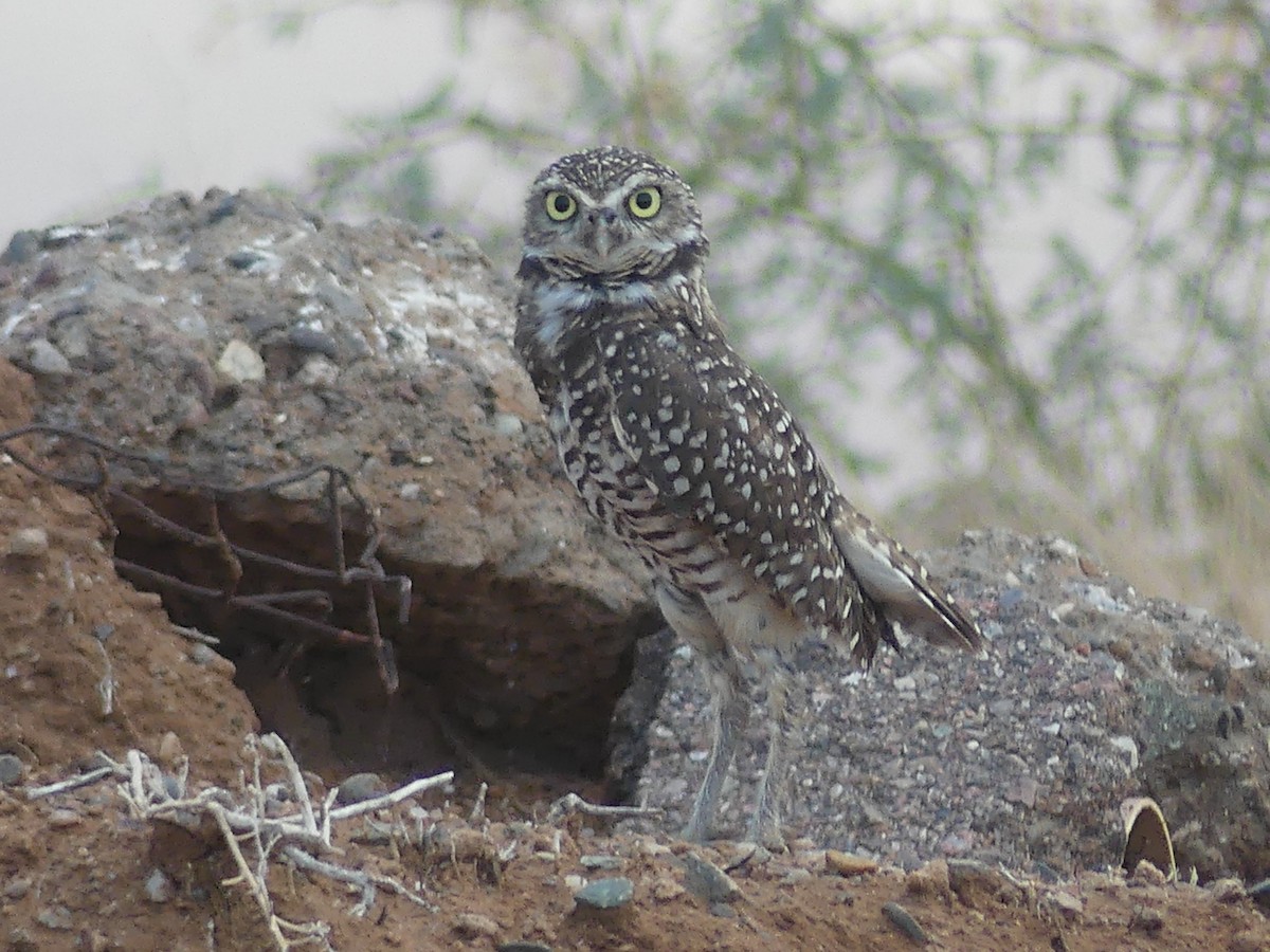 Burrowing Owl - ML642535998