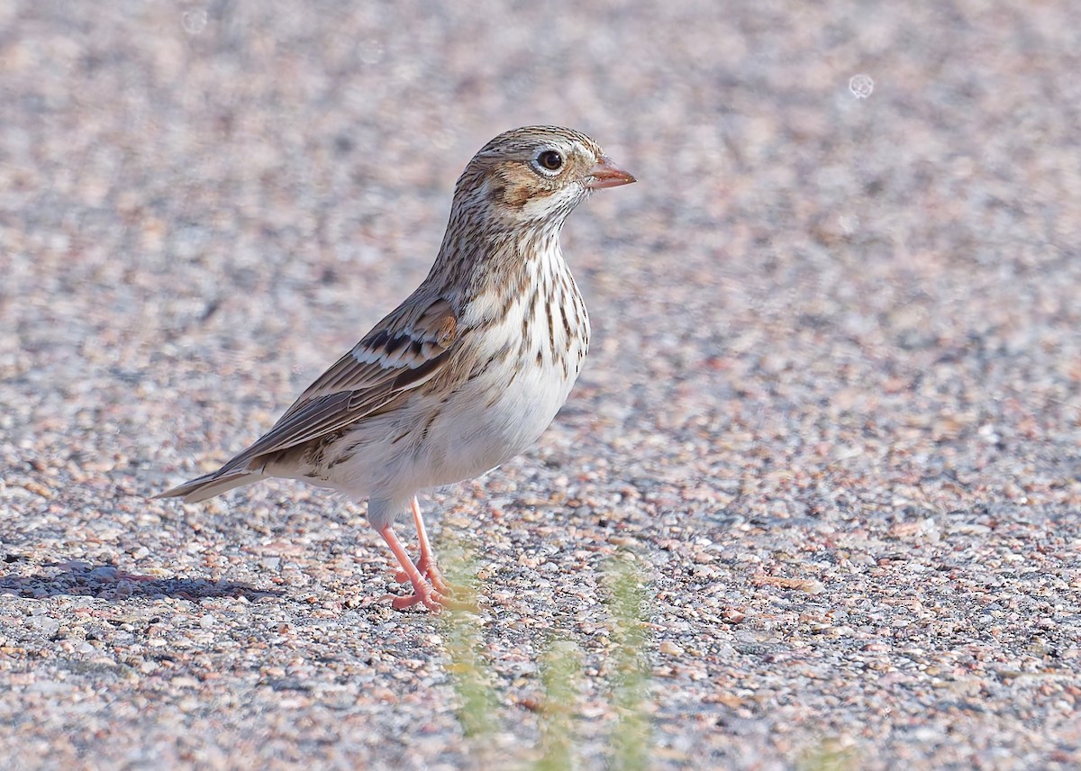 Vesper Sparrow - ML642536006