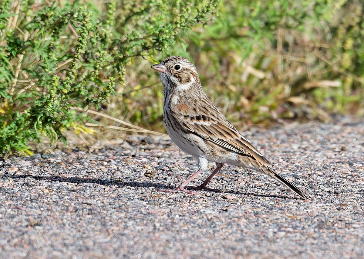 Vesper Sparrow - ML642536007