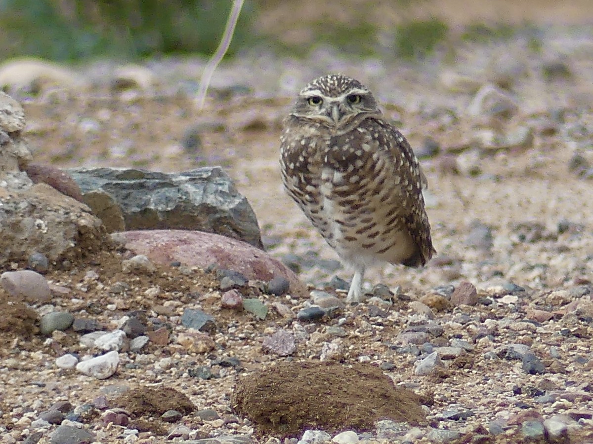 Burrowing Owl - ML642536029