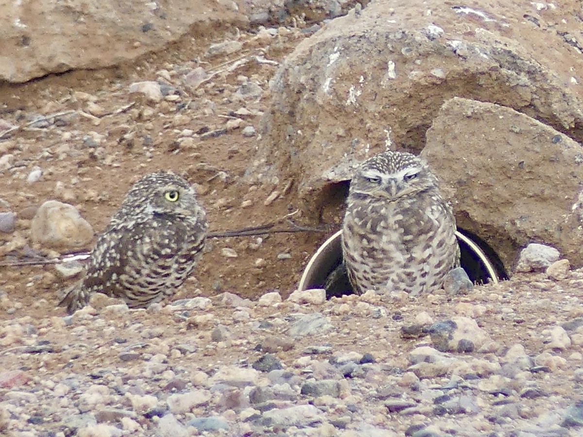 Burrowing Owl - ML642536030
