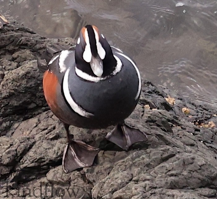 Harlequin Duck - ML642536031
