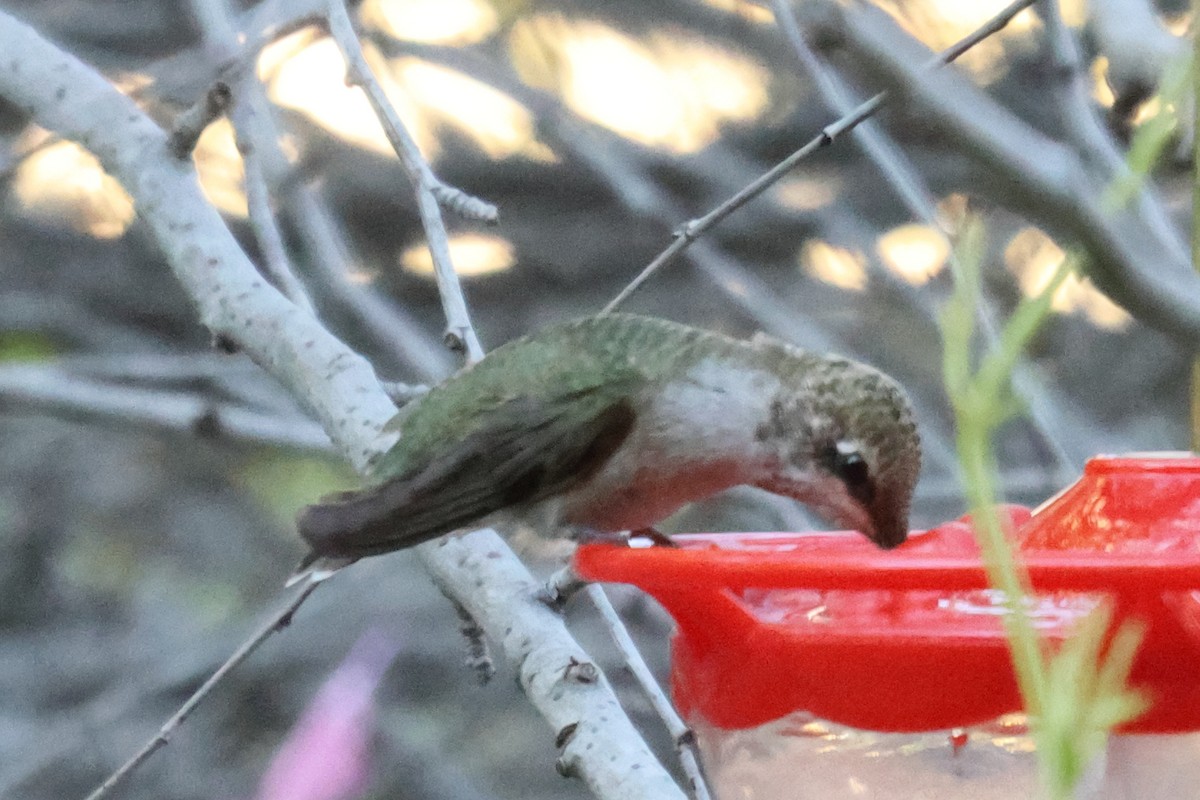 hummingbird sp. - ML642536044