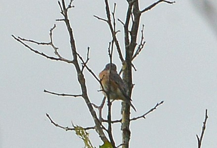 Eastern Bluebird - ML642536053