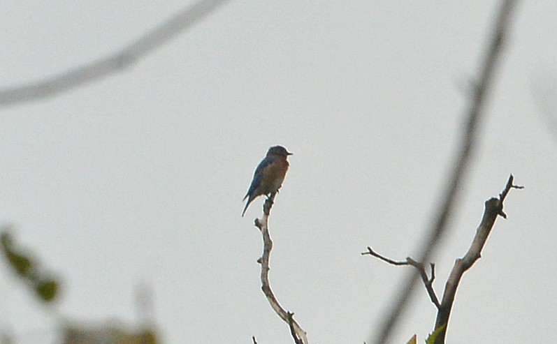 Eastern Bluebird - ML642536054