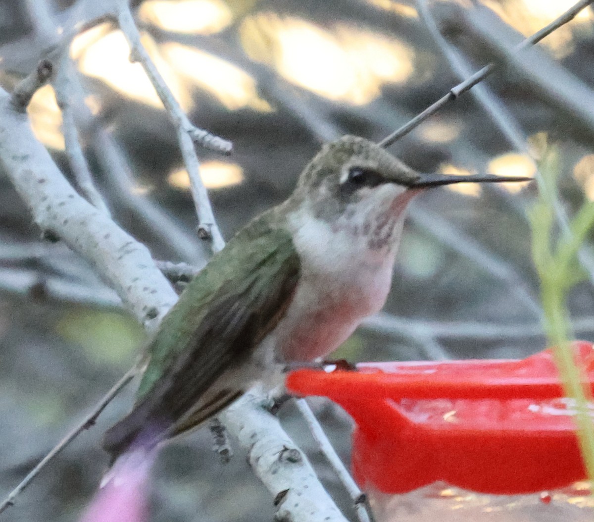 hummingbird sp. - ML642536066