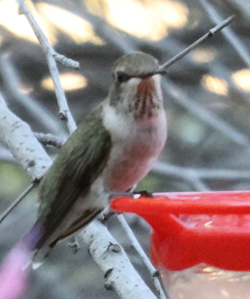 hummingbird sp. - ML642536079