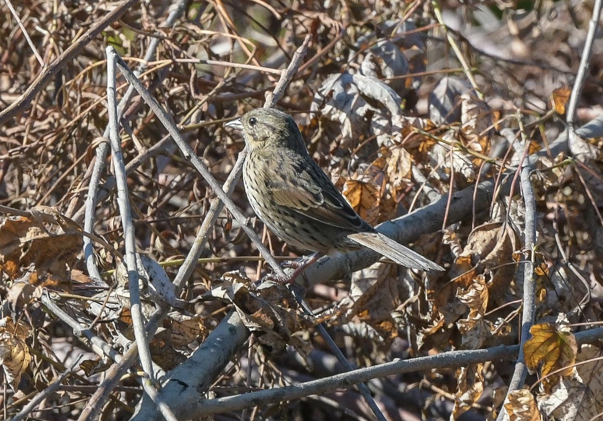 Lincoln's Sparrow - ML642536083