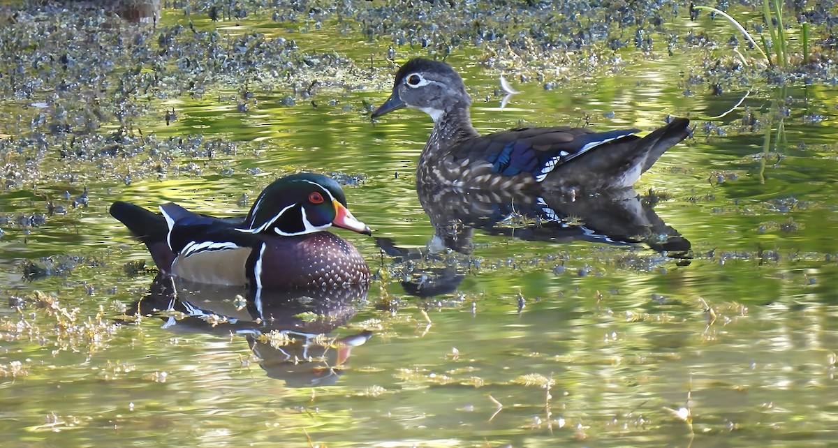 Wood Duck - ML642536086