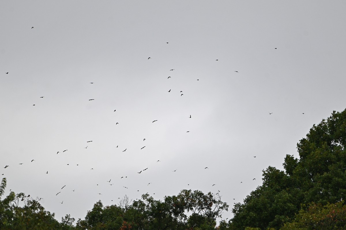 passerine sp. - ML642536112