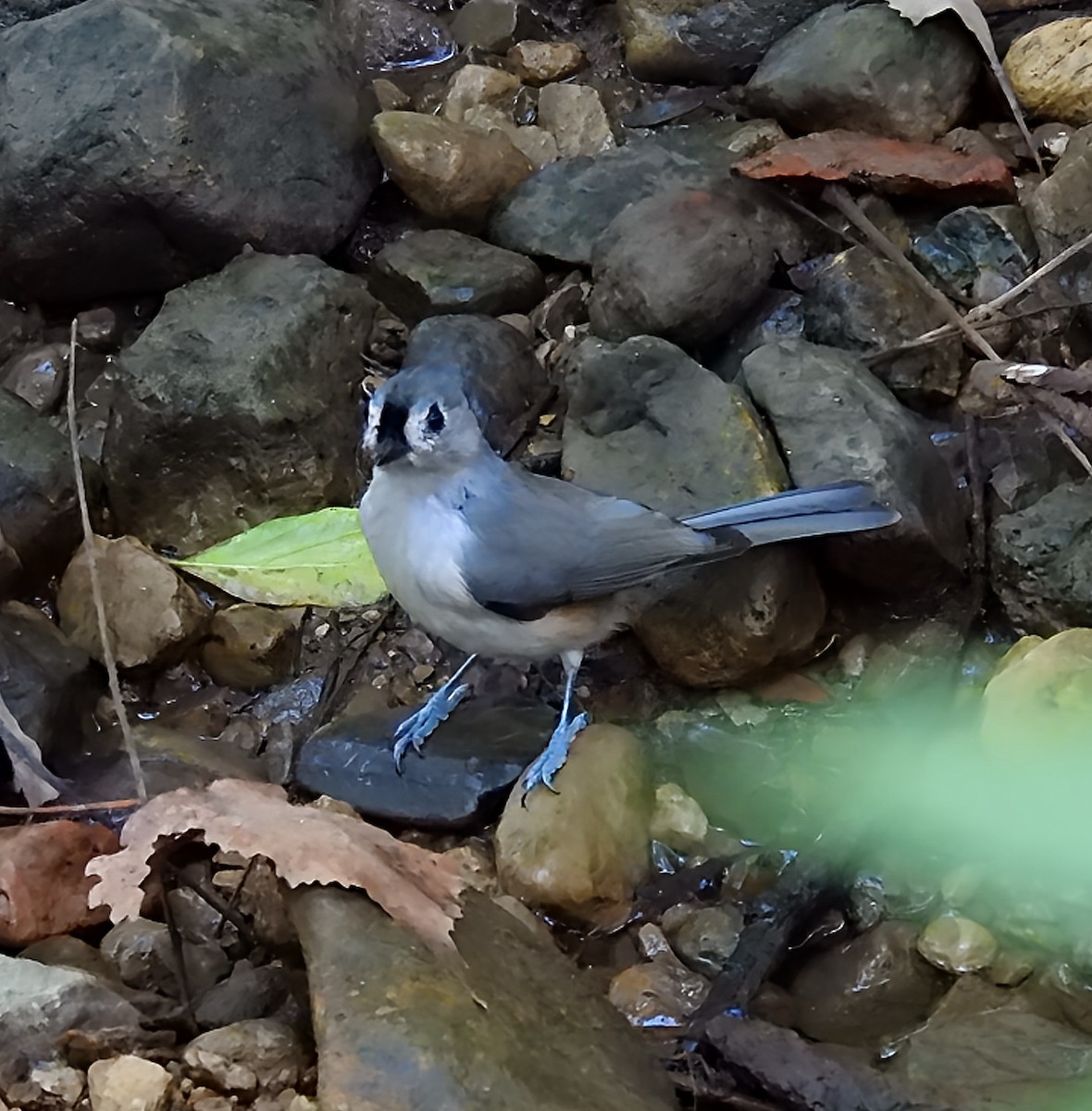 Tufted Titmouse - ML642536130