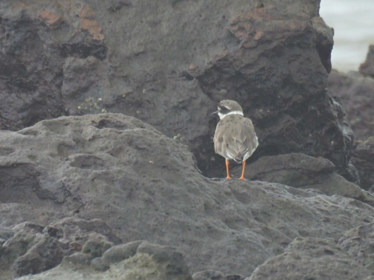 Common Ringed Plover - ML642536136