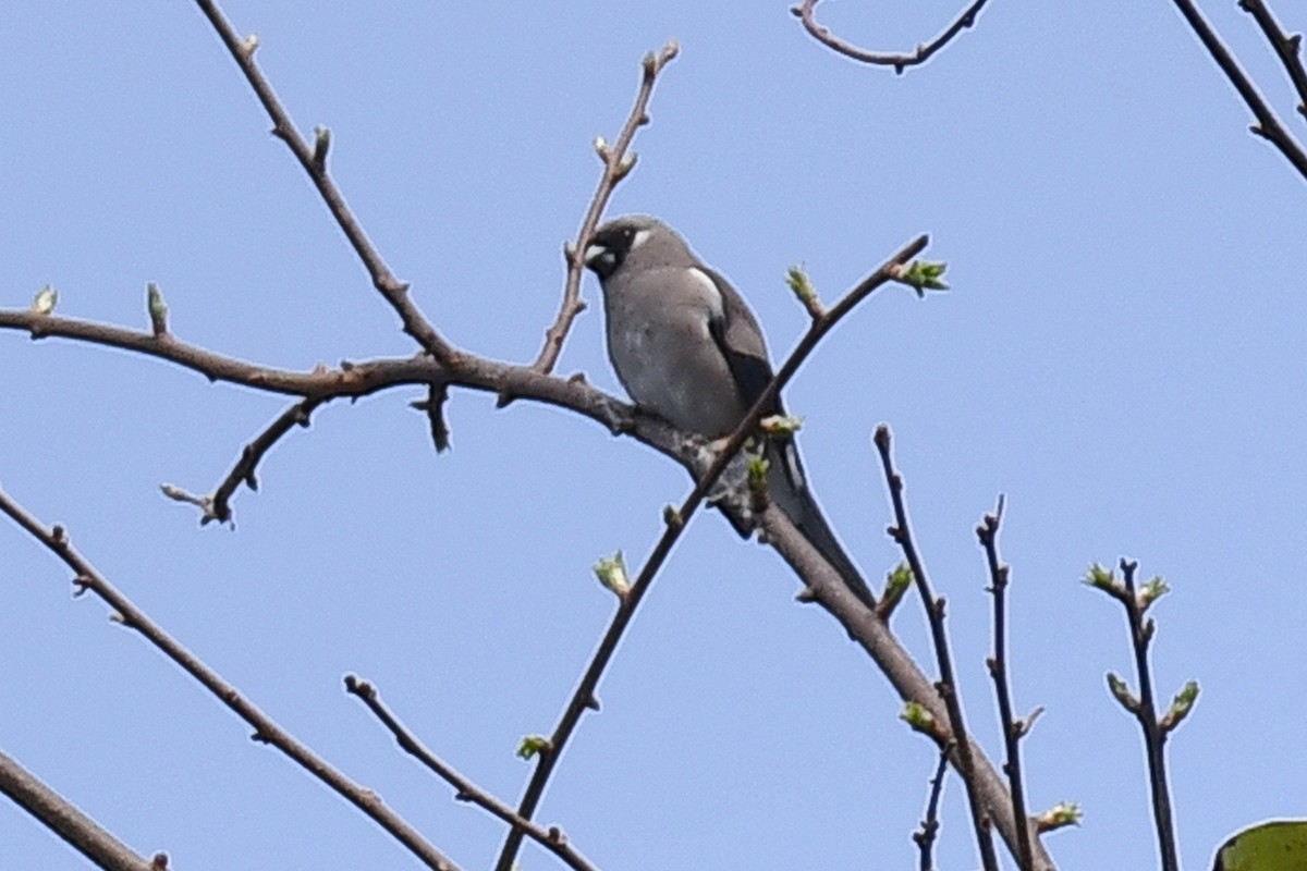 Schuppenkopfgimpel - ML642536138