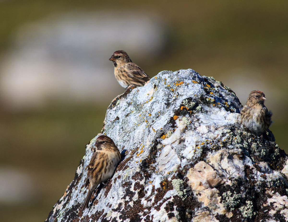Redpoll (Common) - ML642536150
