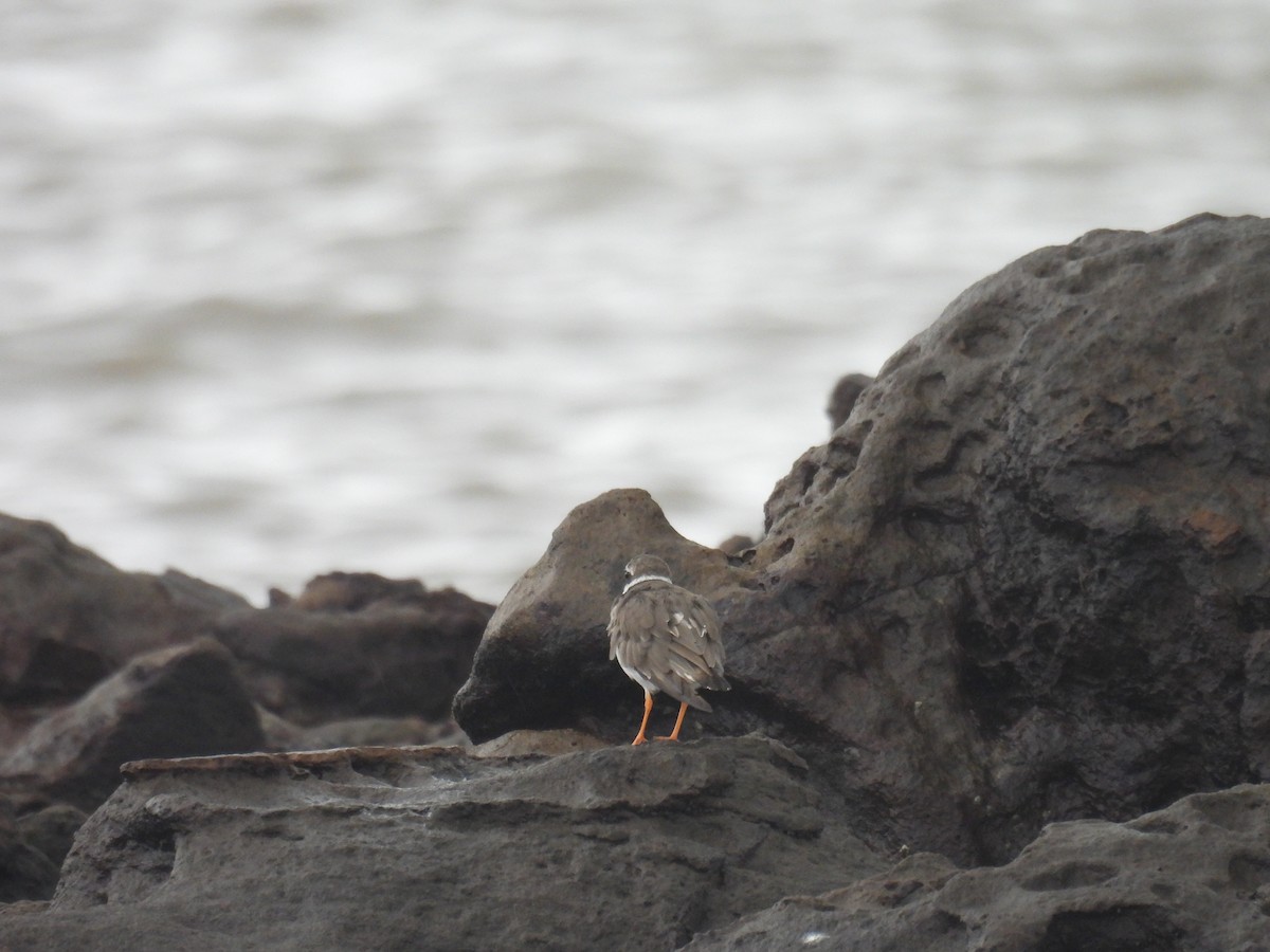 Common Ringed Plover - ML642536156
