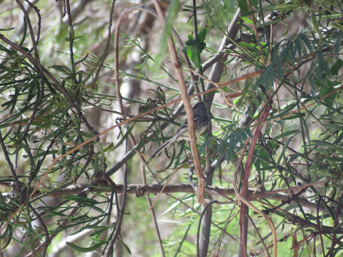 Yellow-billed Tit-Tyrant - ML642536178