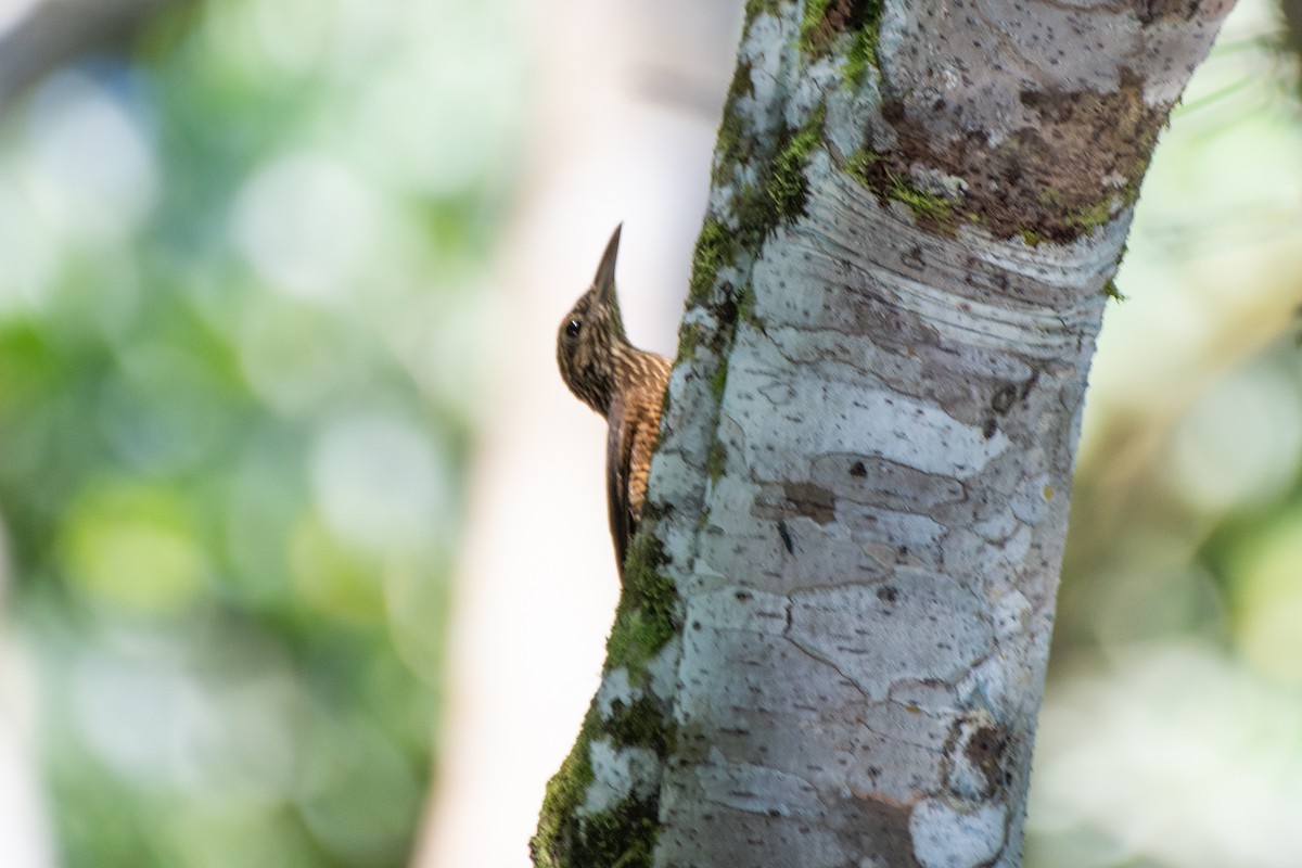 Black-banded Woodcreeper - ML642536185