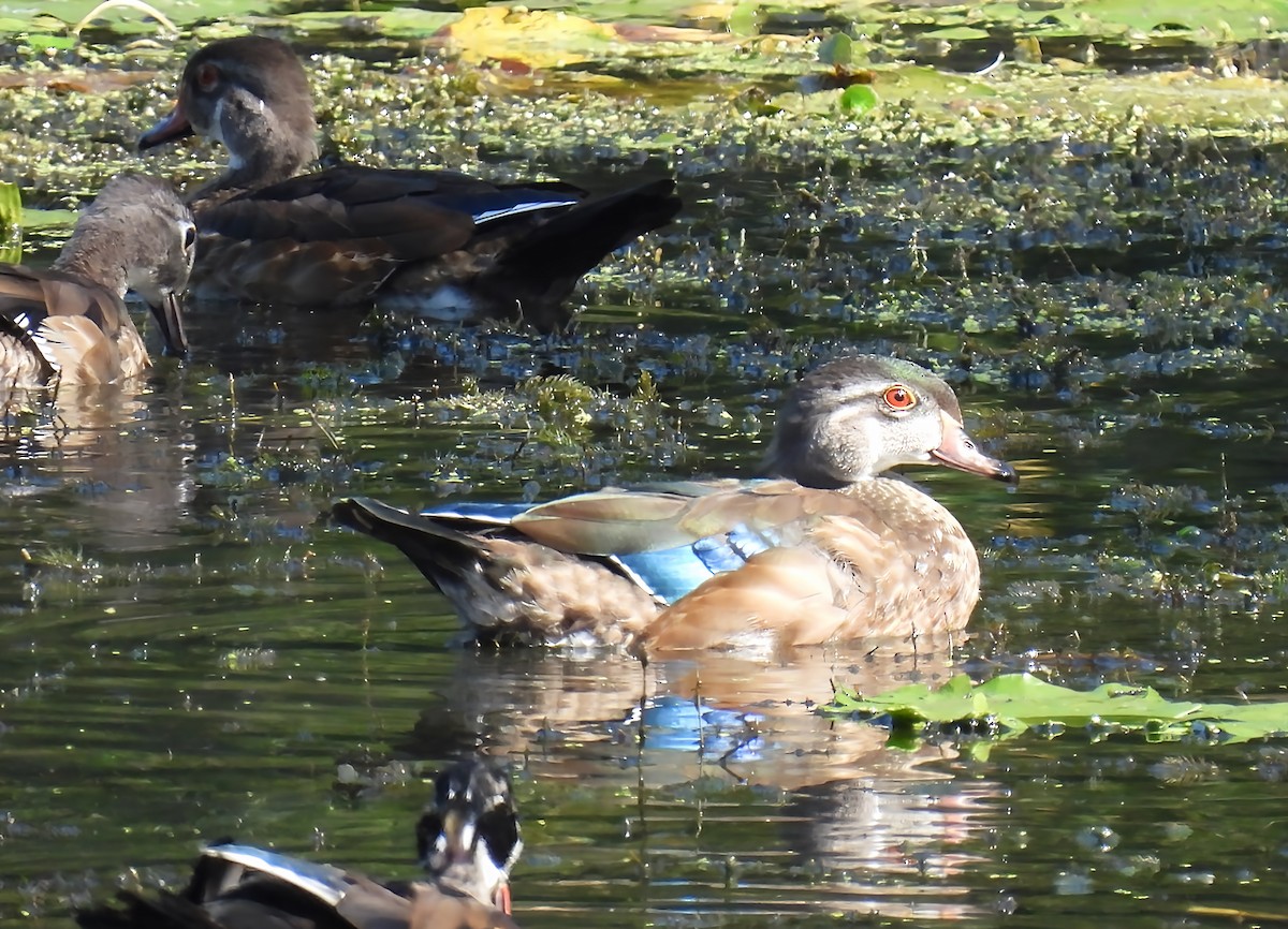 Wood Duck - ML642536189