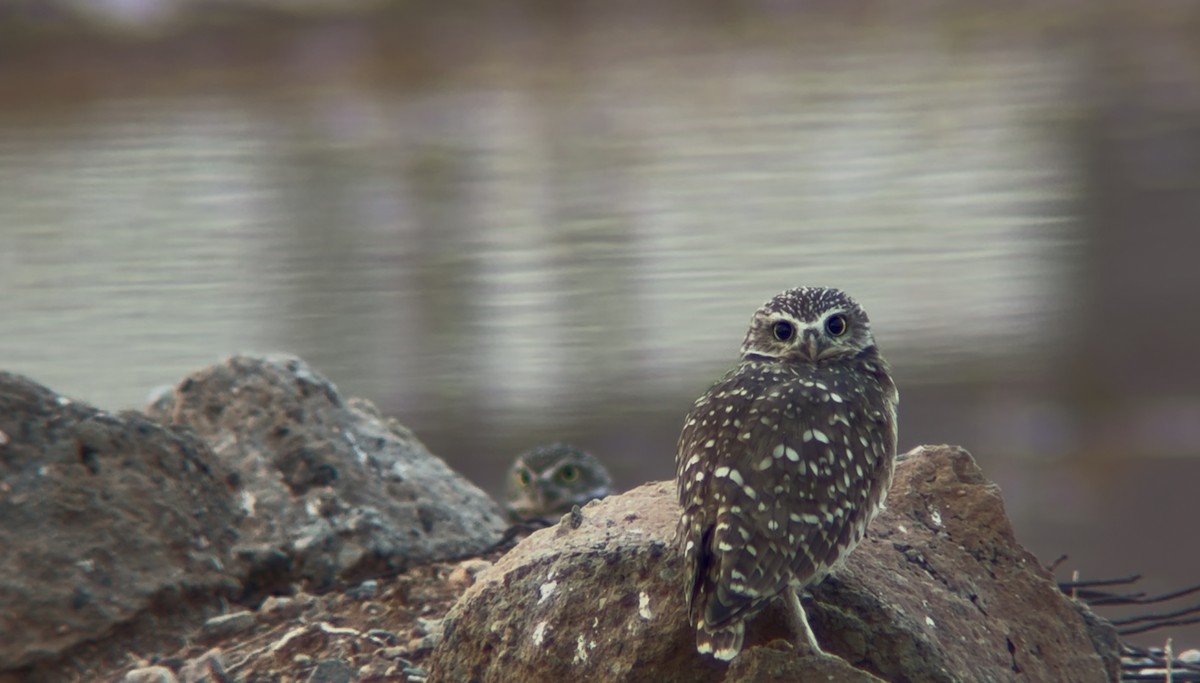 Burrowing Owl - ML642536200