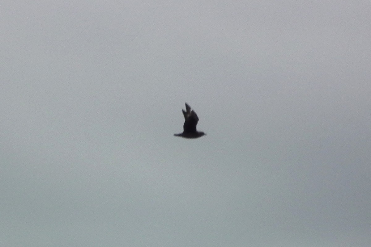 Great Skua - ML642536211