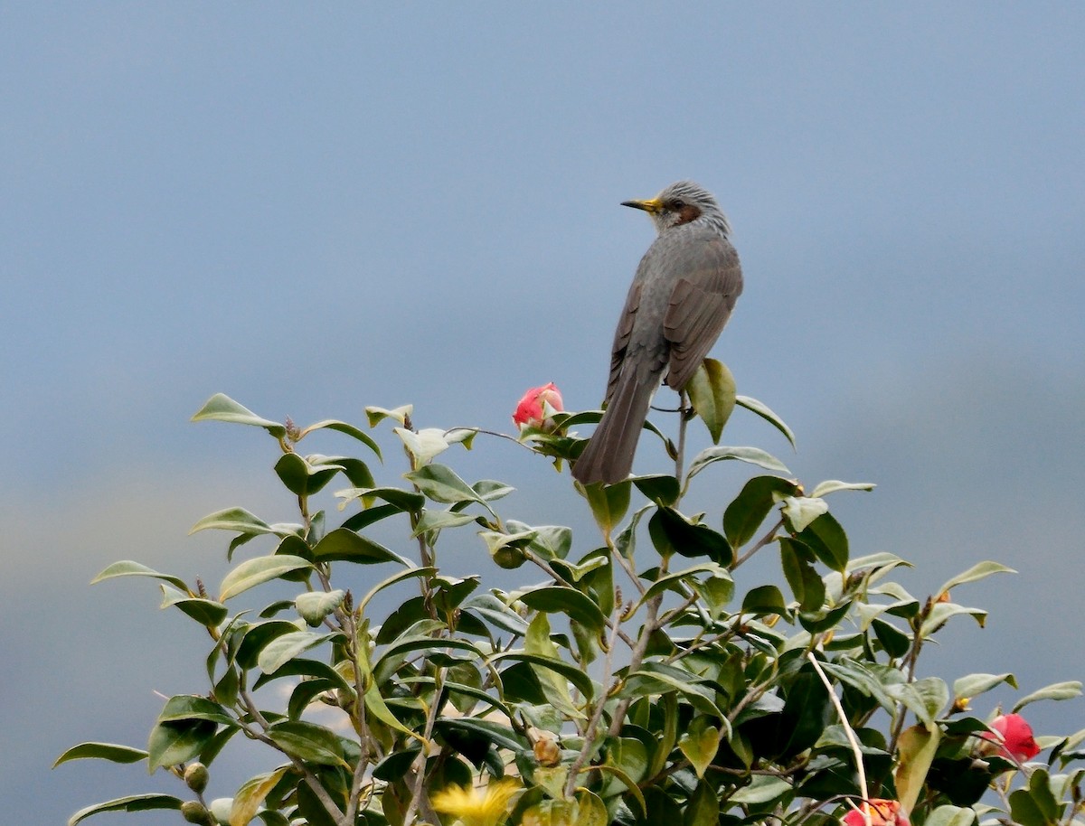 Brown-eared Bulbul - ML642536270